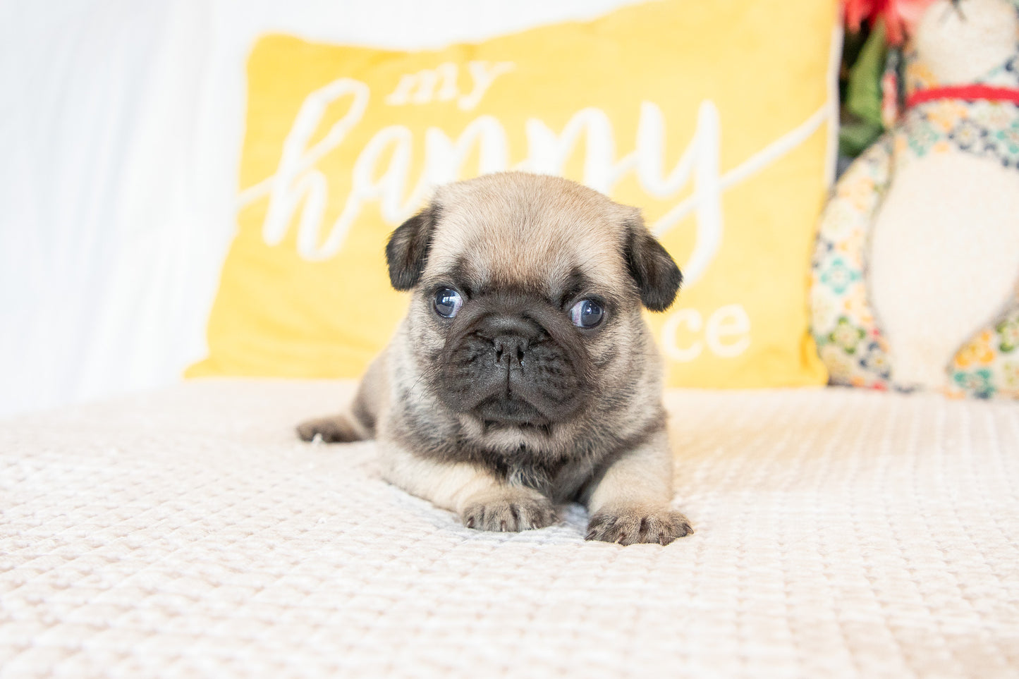 Gus-Pug Male