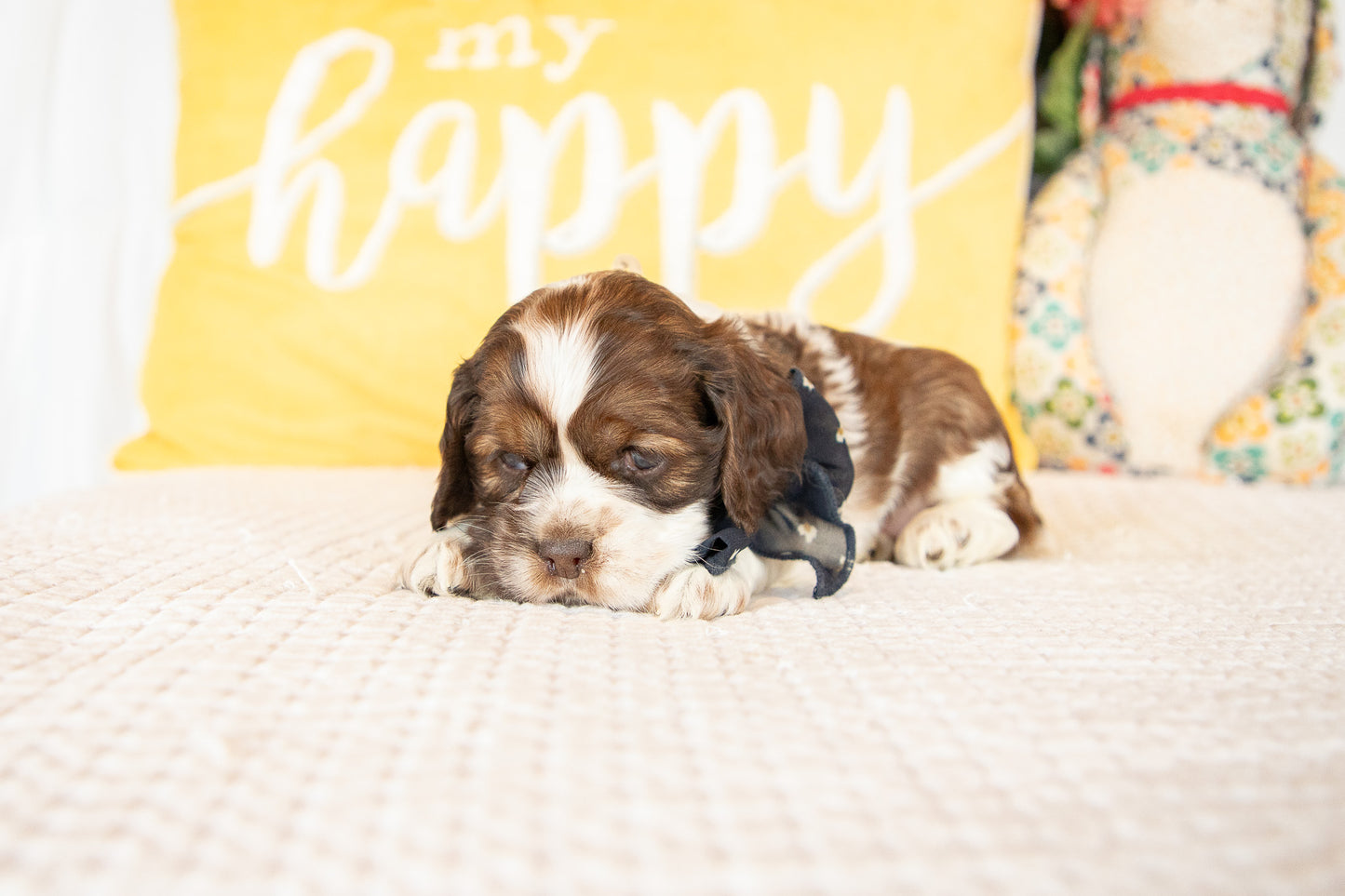 Marie-Cocker Spaniel Female