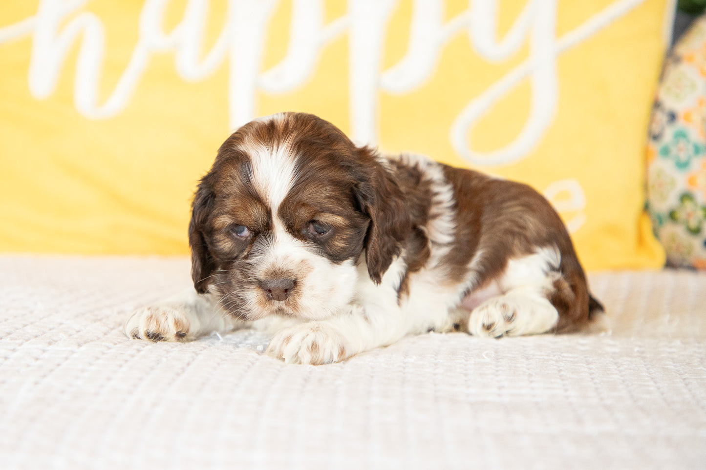 Marie-Cocker Spaniel Female