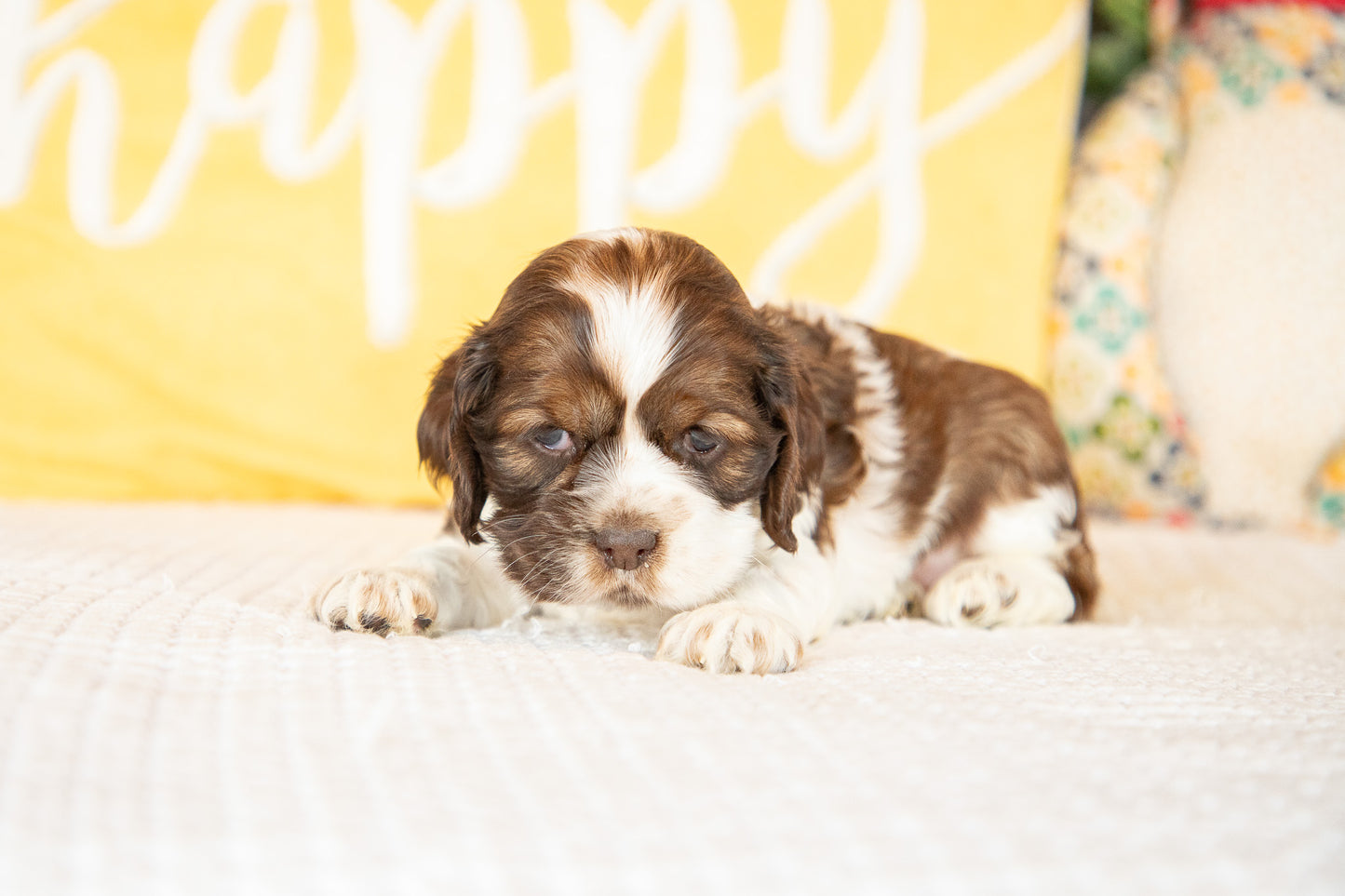 Marie-Cocker Spaniel Female