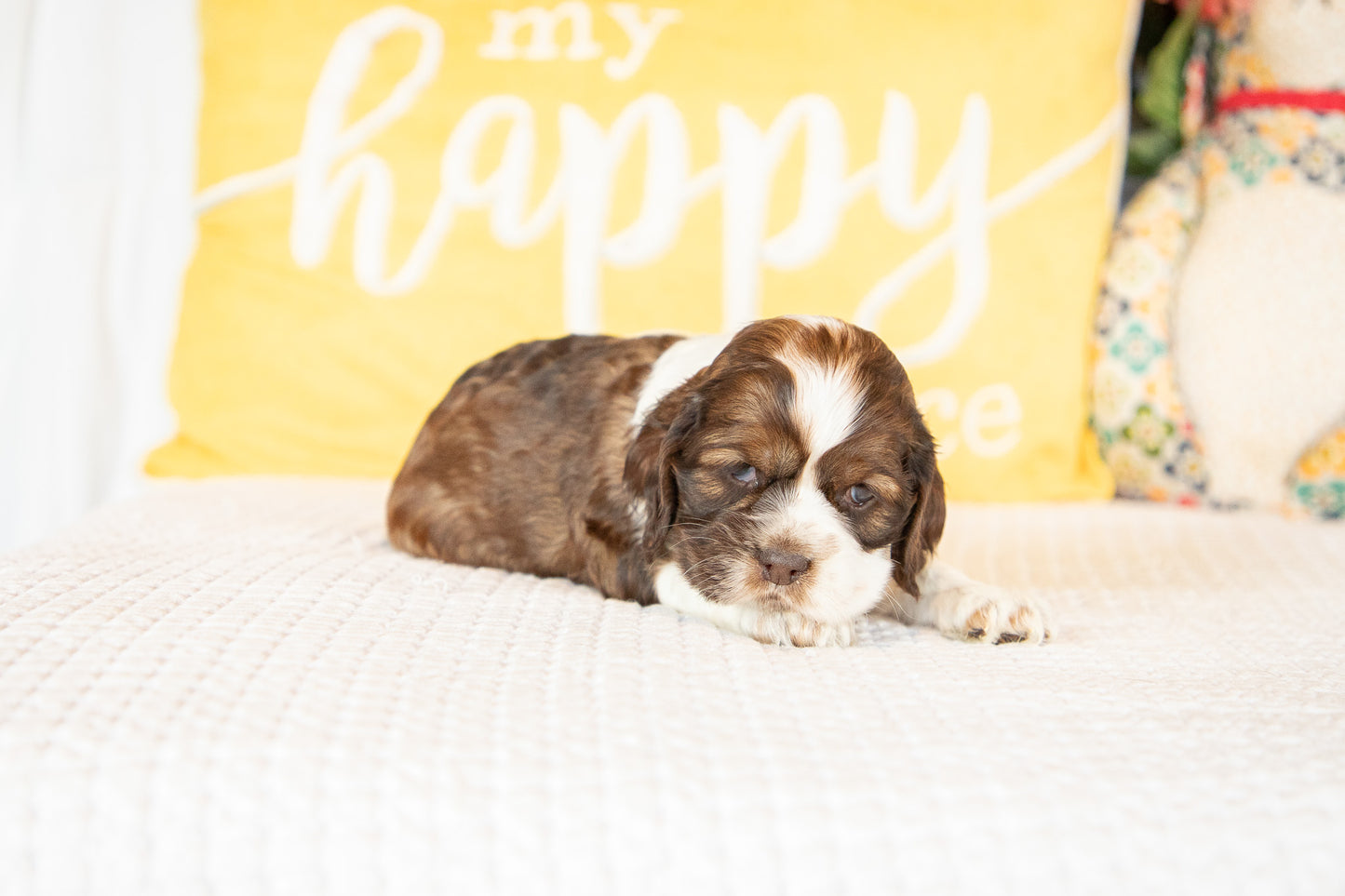 Marie-Cocker Spaniel Female