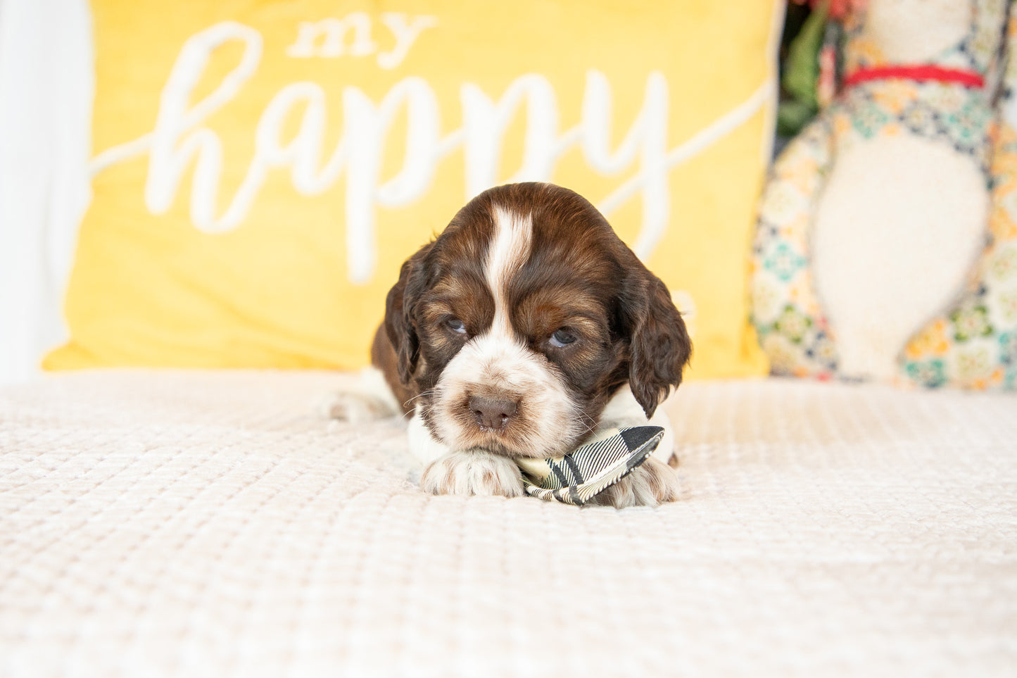 Murphy-Cocker Spaniel Male