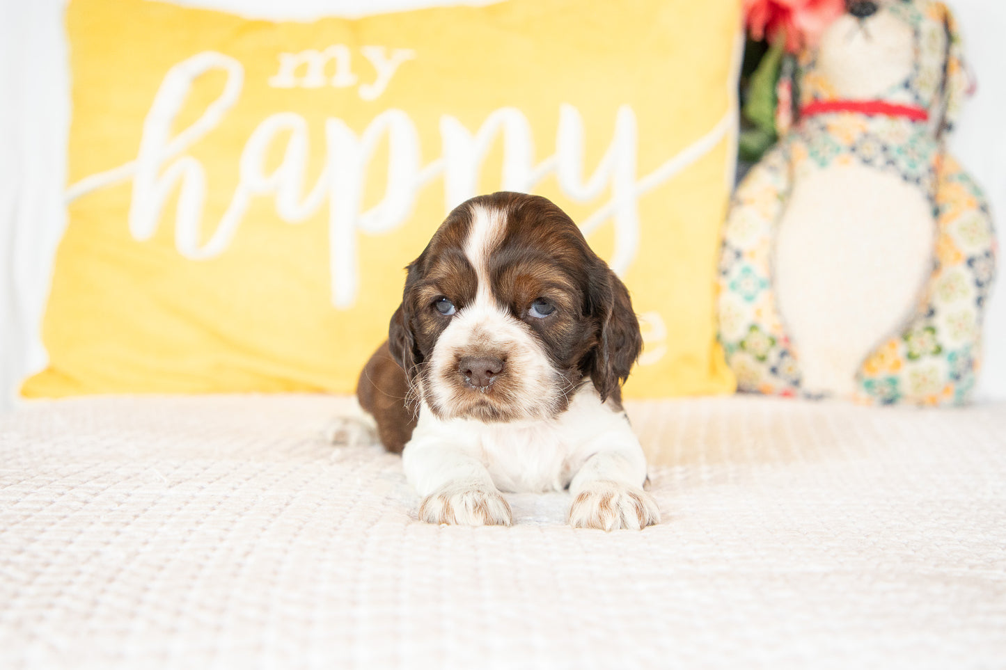 Murphy-Cocker Spaniel Male