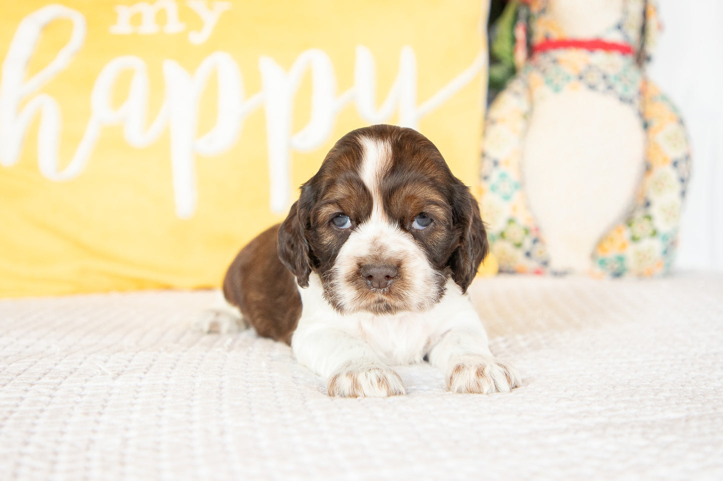 Murphy-Cocker Spaniel Male
