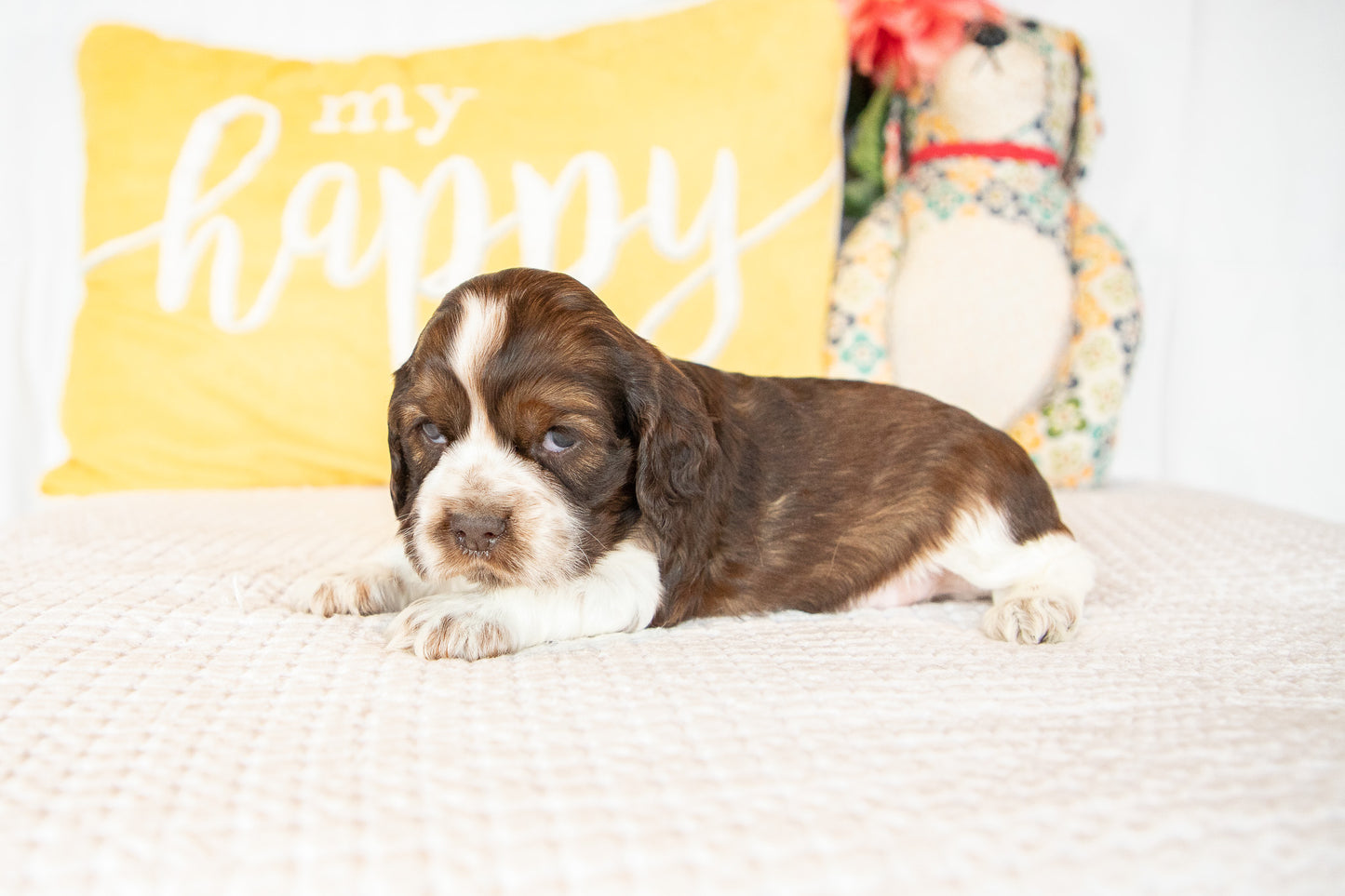 Murphy-Cocker Spaniel Male