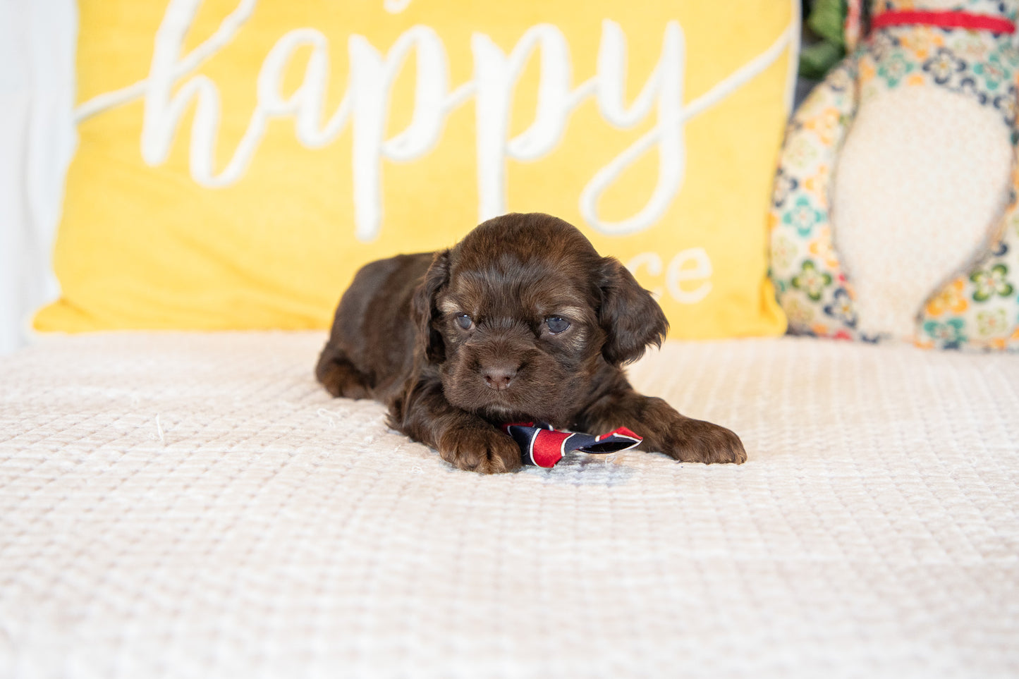 Marty-Cocker Spaniel Male