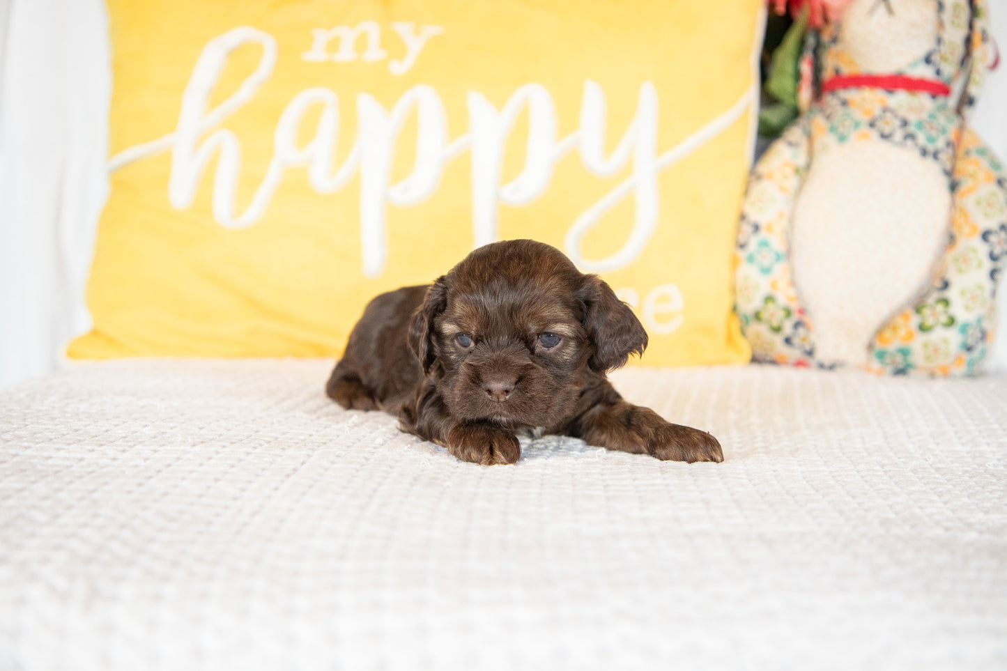 Marty-Cocker Spaniel Male