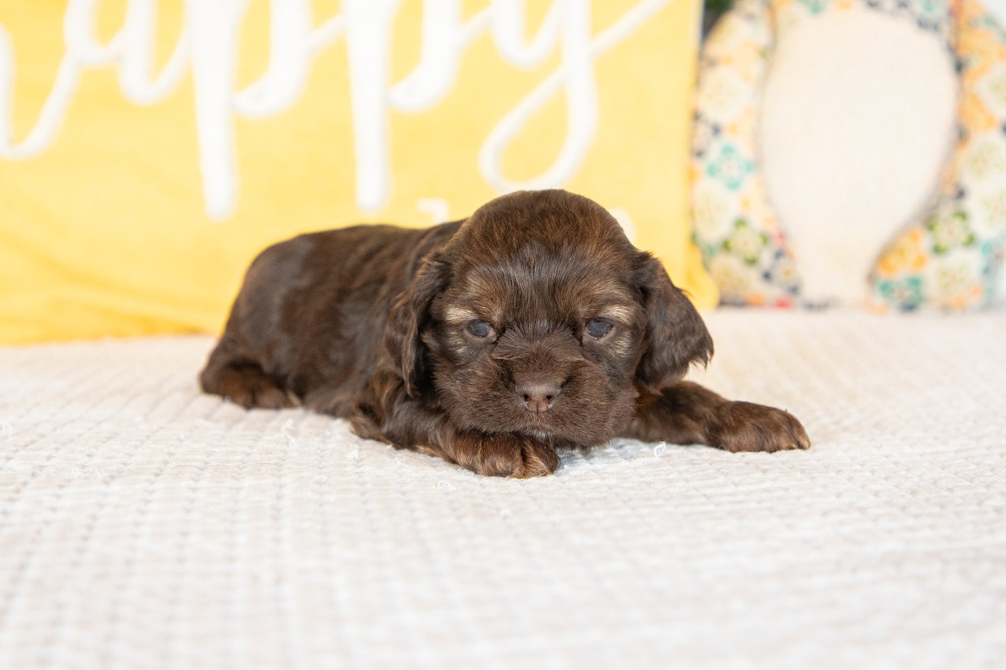 Marty-Cocker Spaniel Male