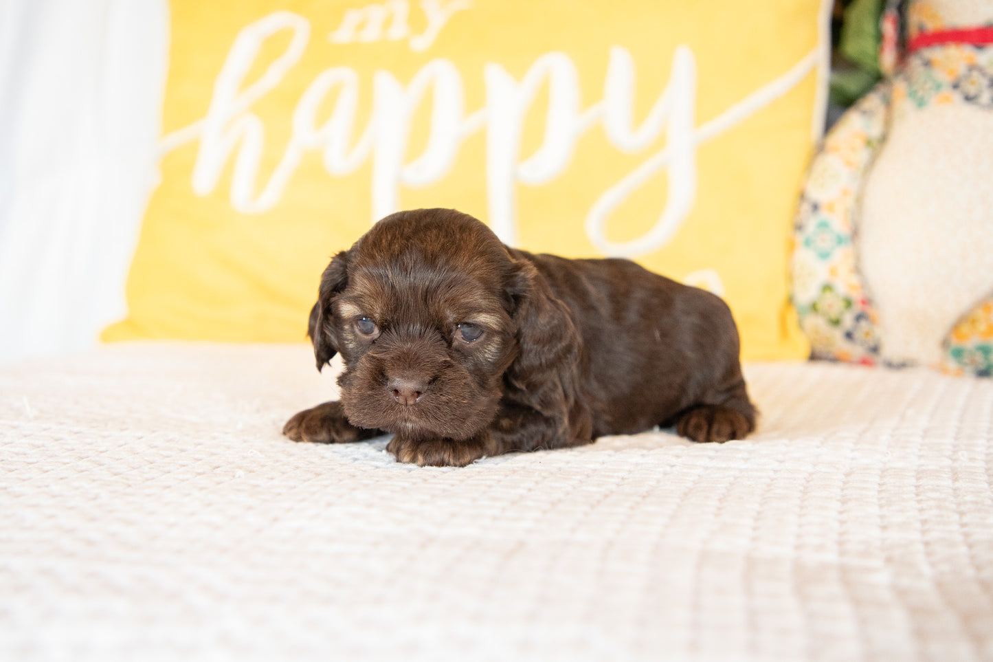 Marty-Cocker Spaniel Male