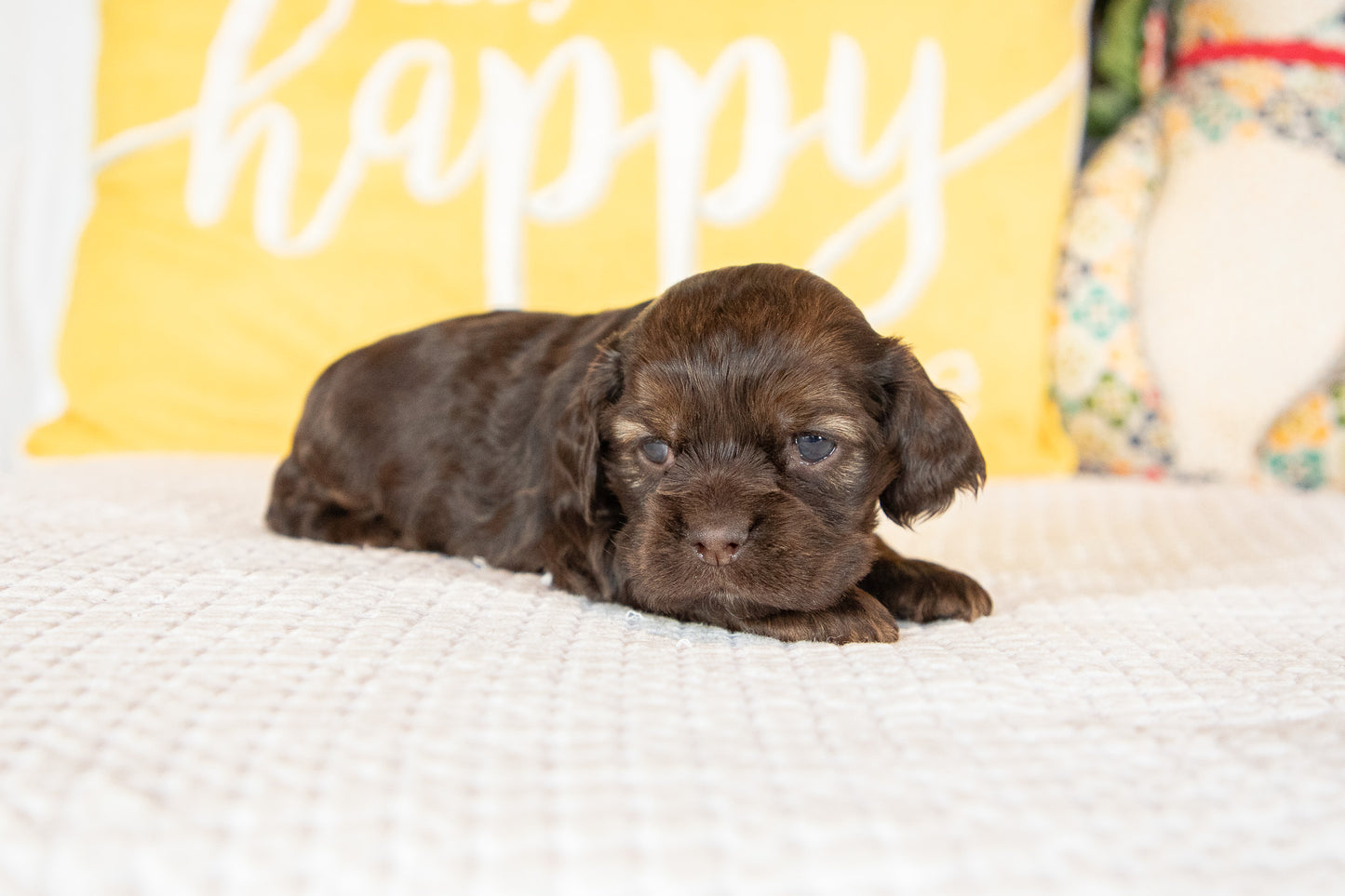 Marty-Cocker Spaniel Male