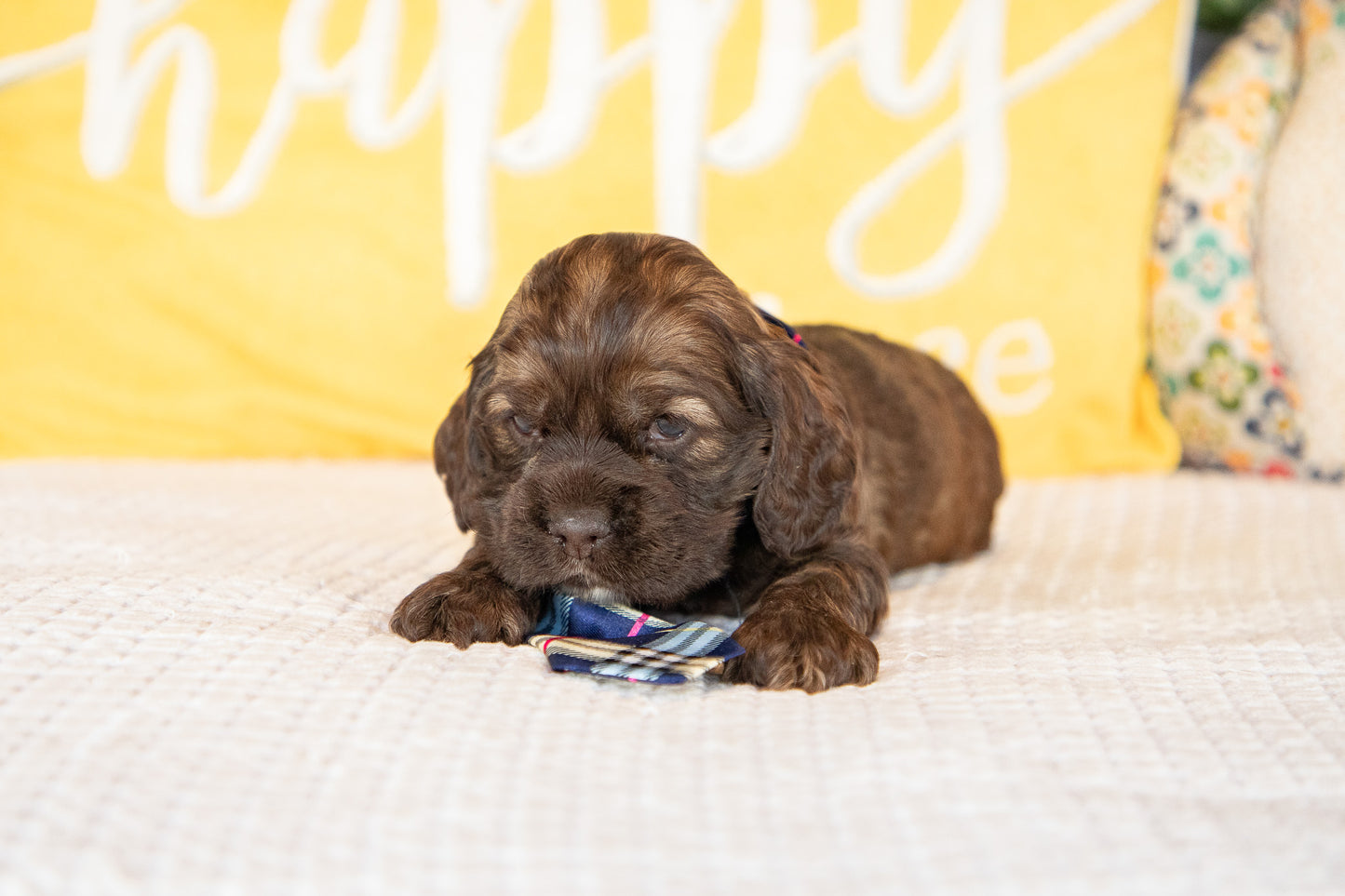 Milo-Cocker Spaniel Male