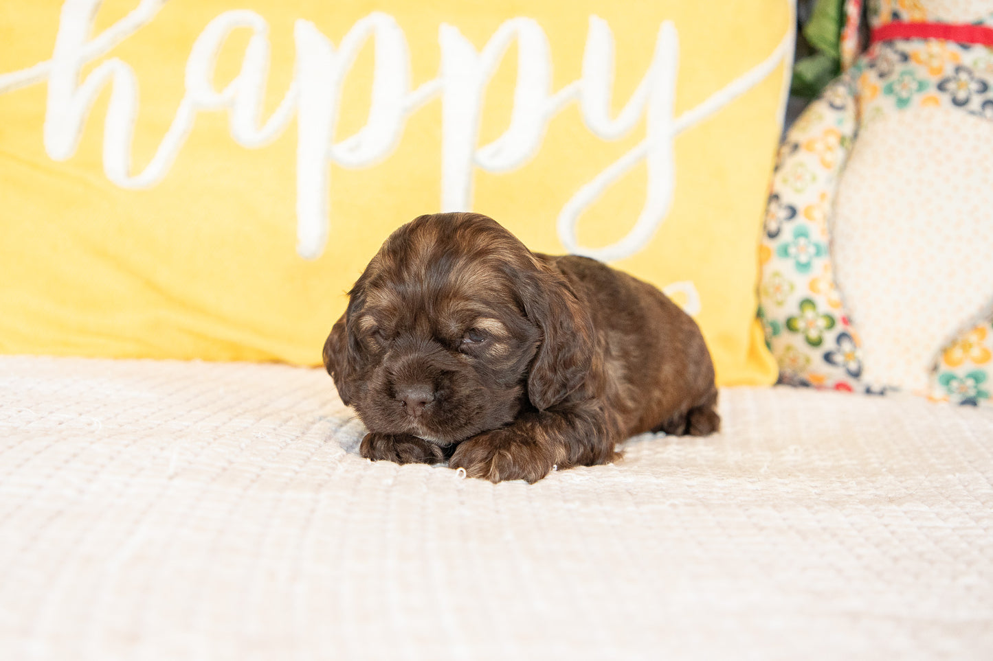 Milo-Cocker Spaniel Male