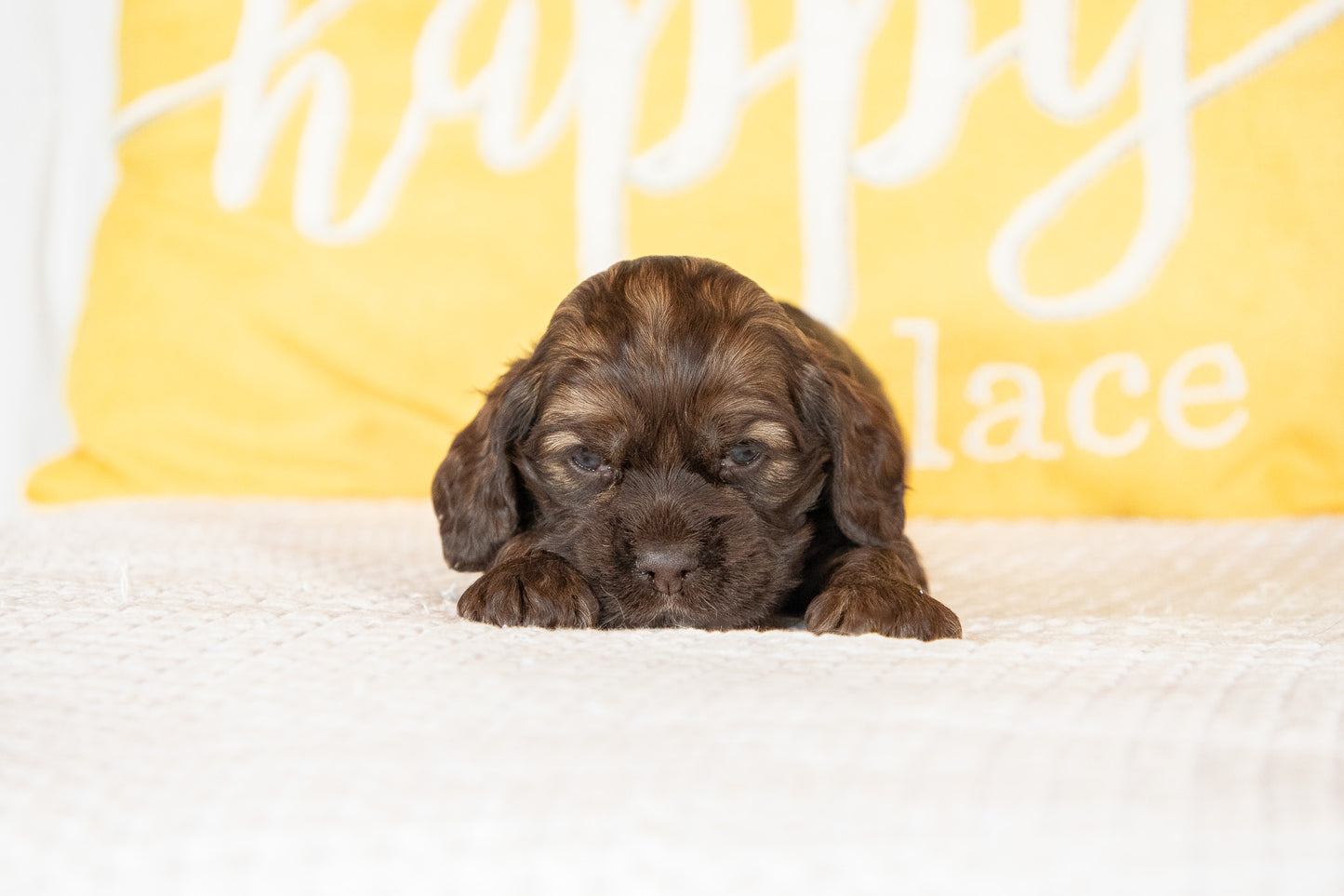Milo-Cocker Spaniel Male