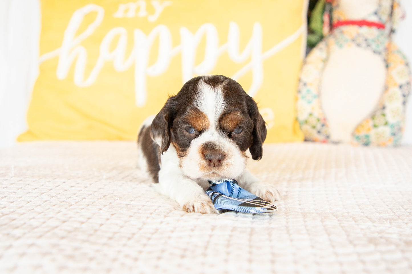 Miles-Cocker Spaniel Male