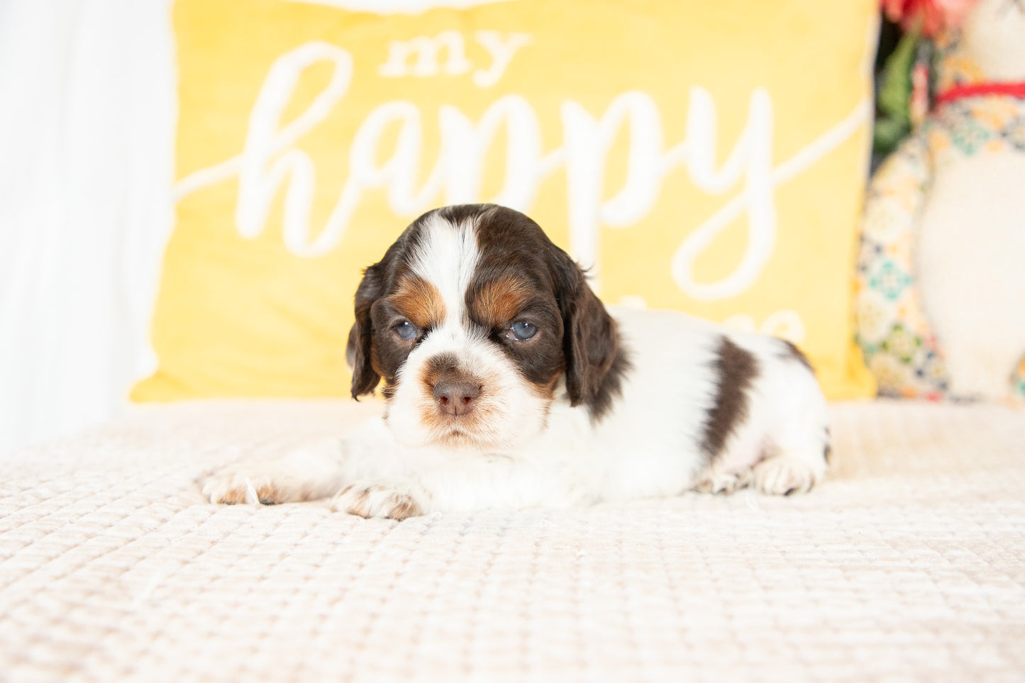Miles-Cocker Spaniel Male