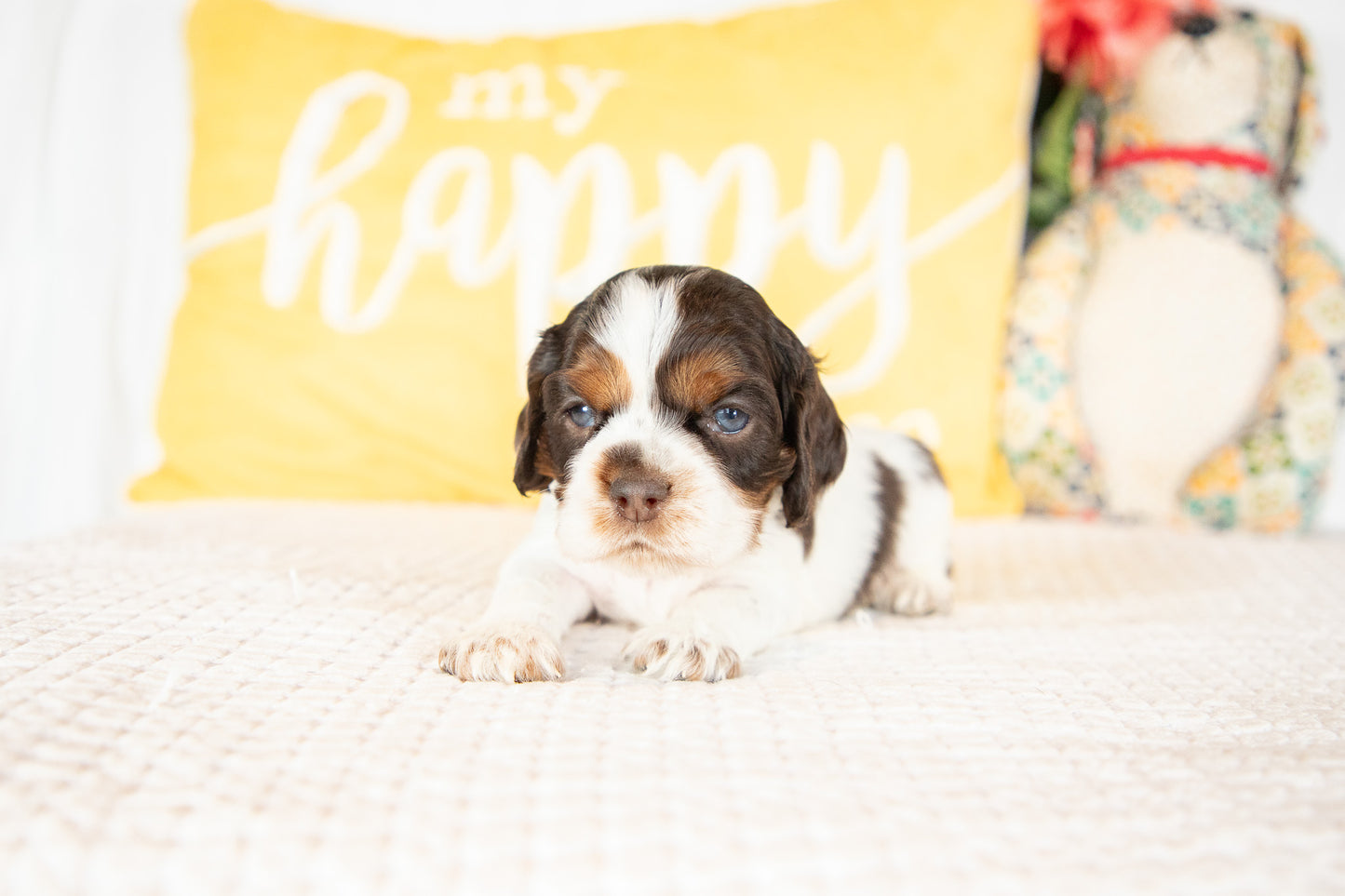 Miles-Cocker Spaniel Male