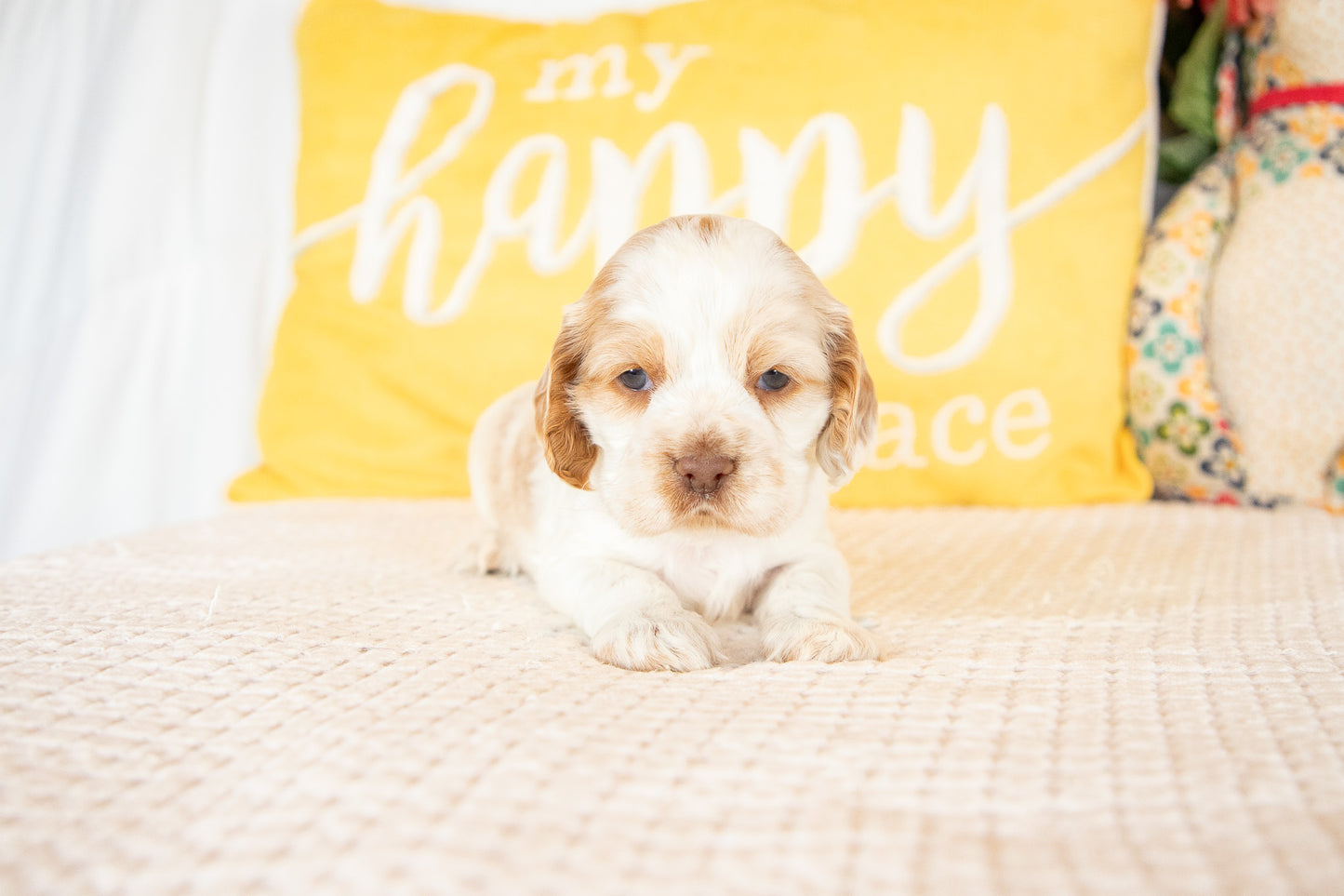 Madeline-Cocker Spaniel Female