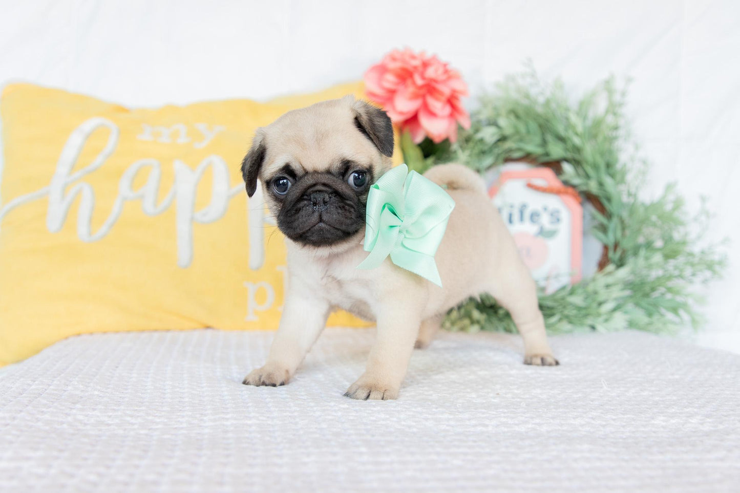 Pug Female (Keisha)