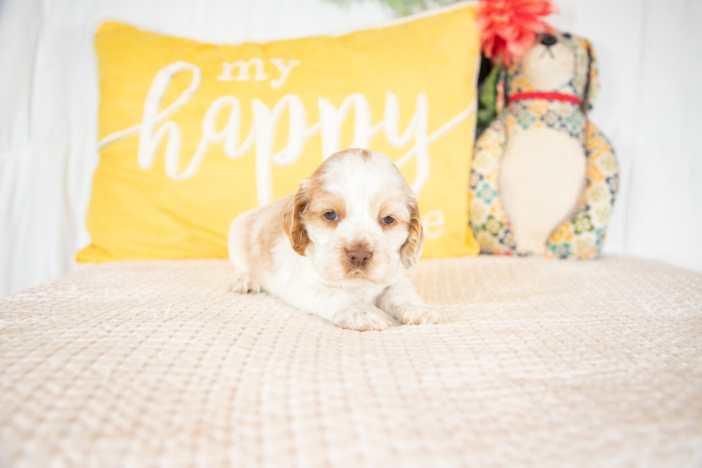 Madeline-Cocker Spaniel Female