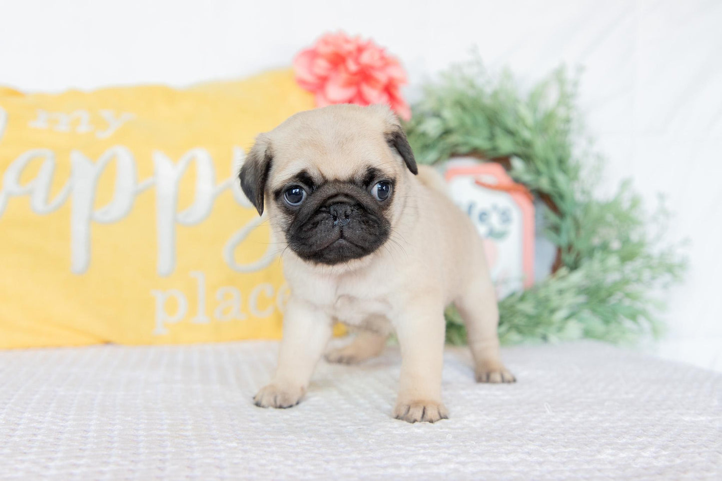 Pug Female (Keisha)