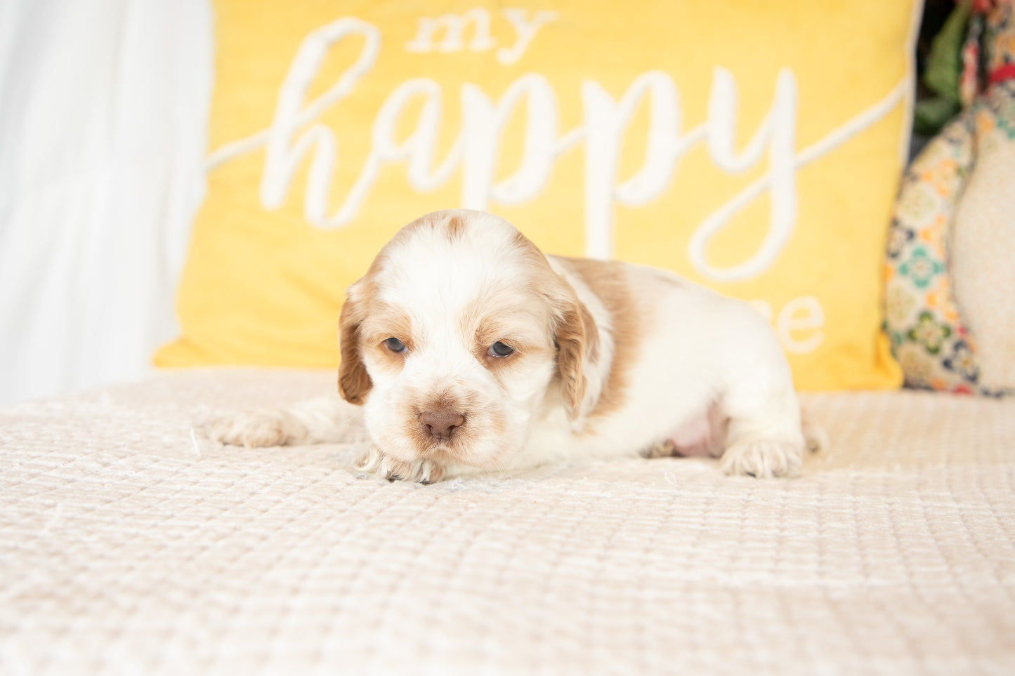 Madeline-Cocker Spaniel Female