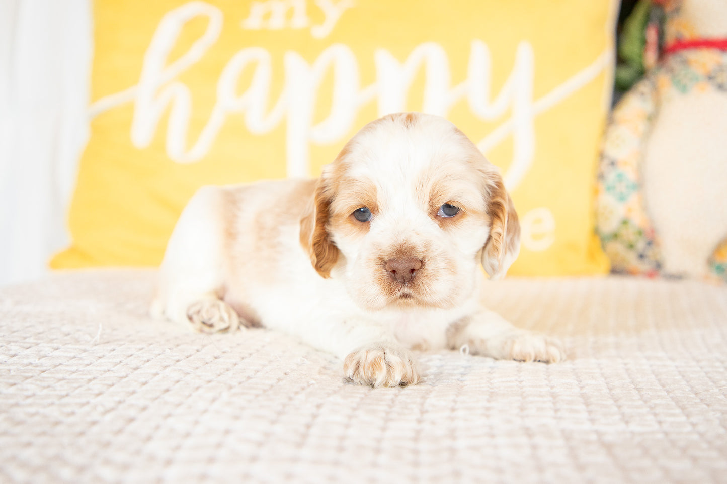 Madeline-Cocker Spaniel Female