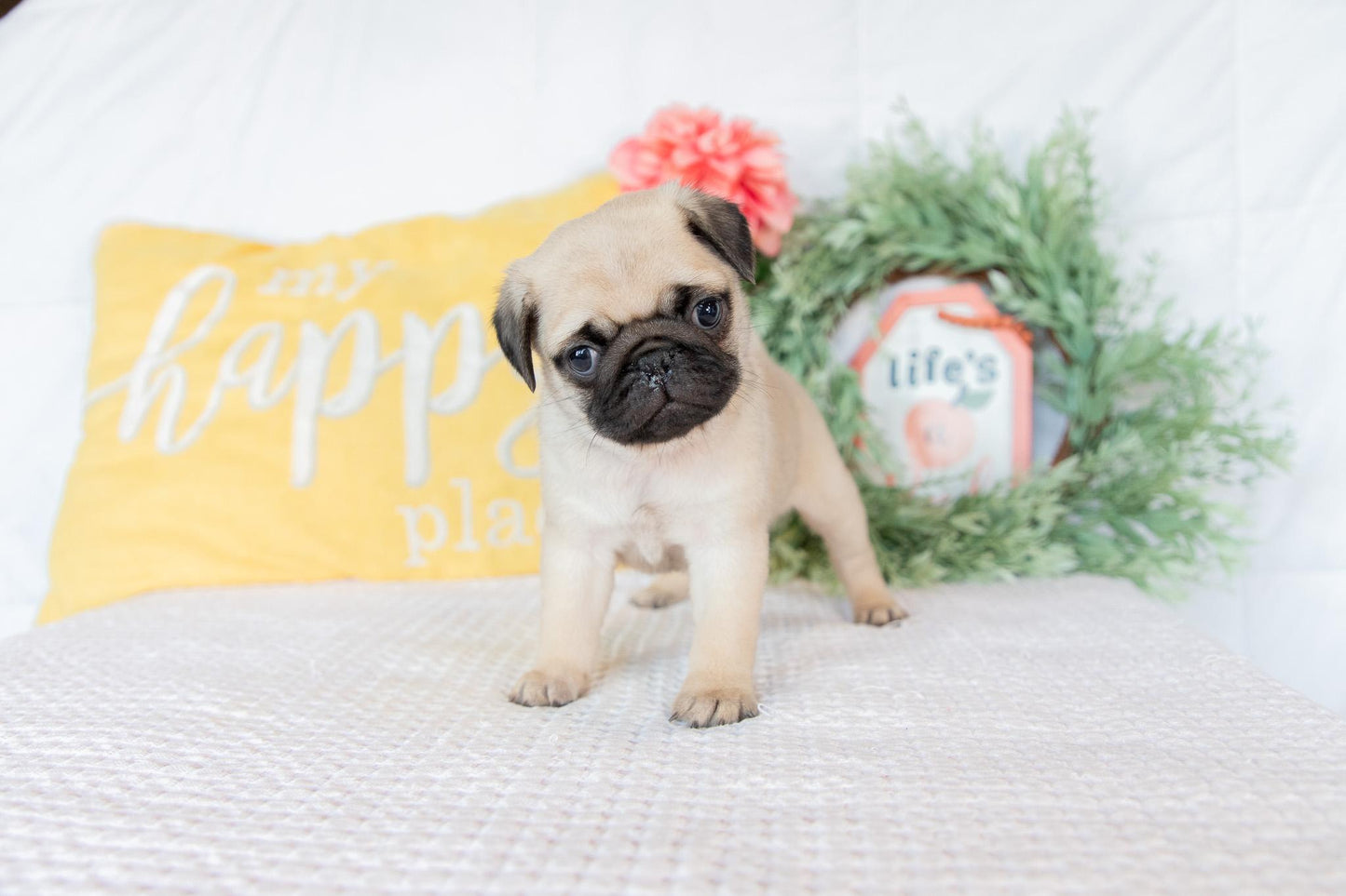 Pug Female (Keisha)