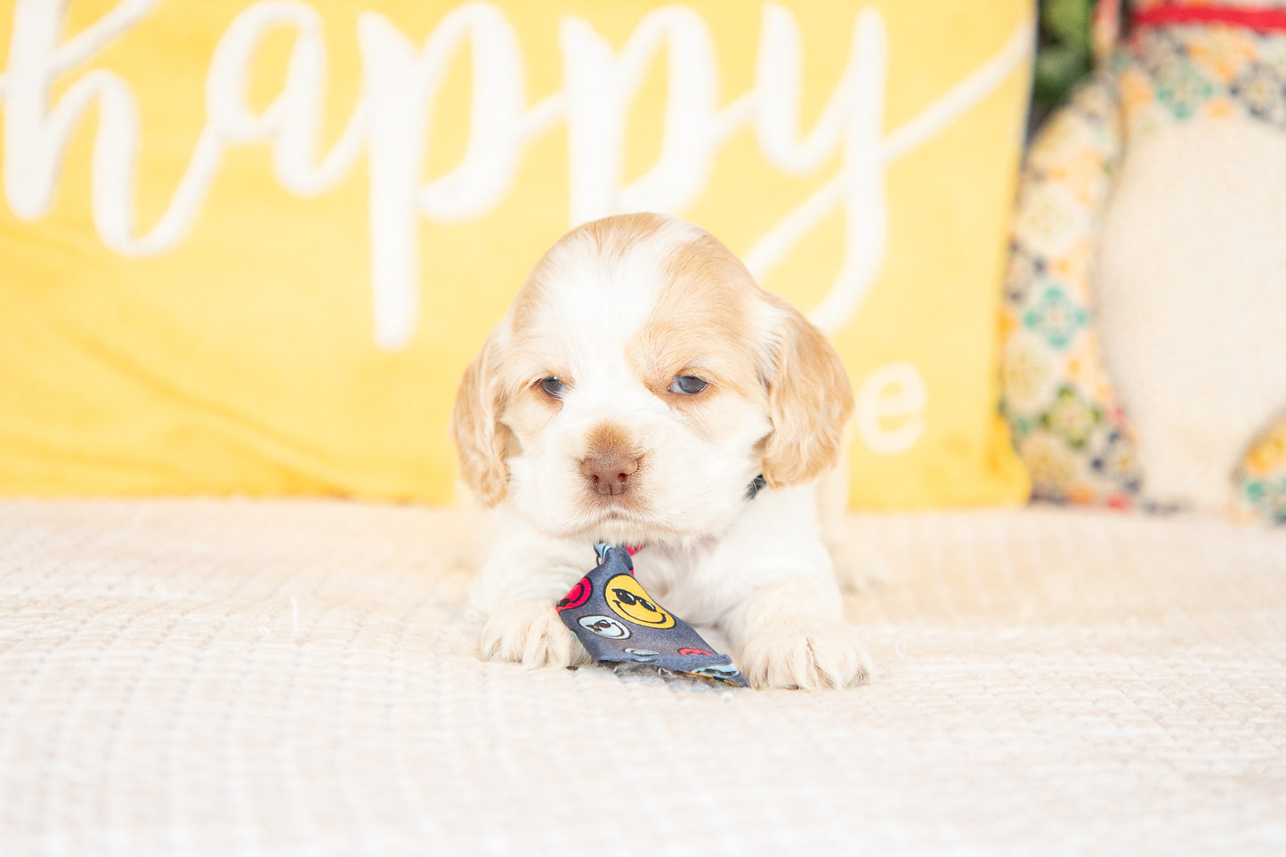 Monty-Cocker Spaniel Male