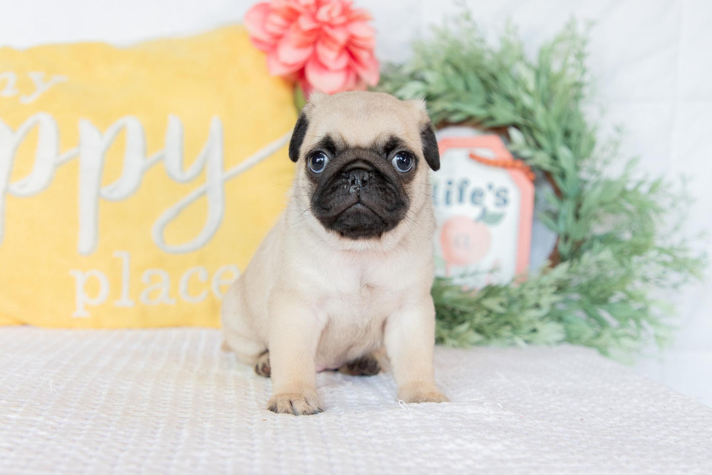 Pug Female (Keisha)