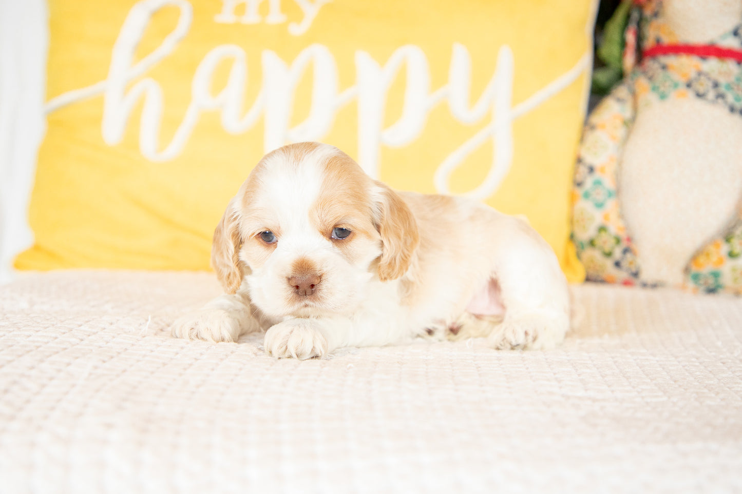 Monty-Cocker Spaniel Male