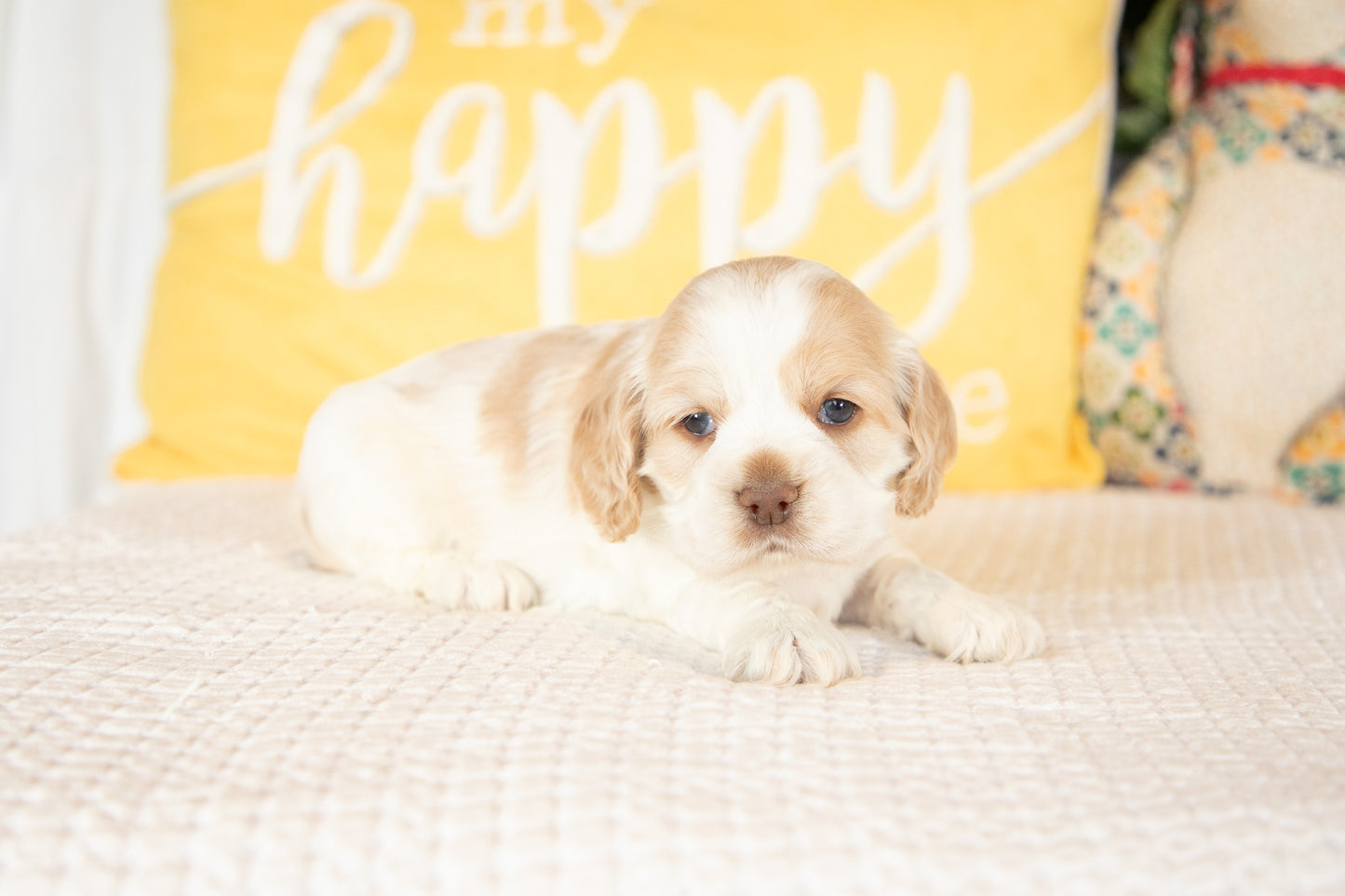 Monty-Cocker Spaniel Male