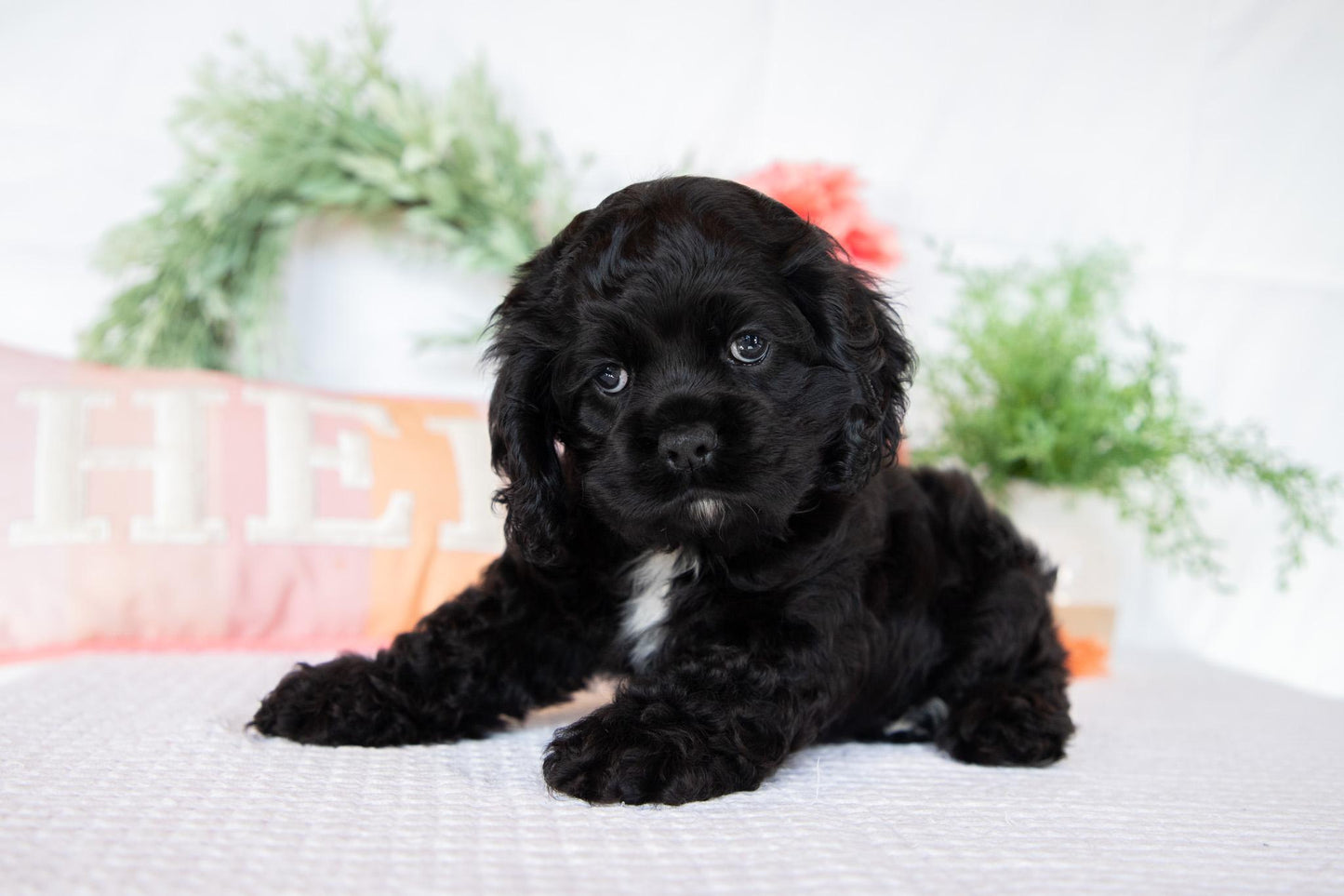 Cocker Spaniel Female (Annabelle)