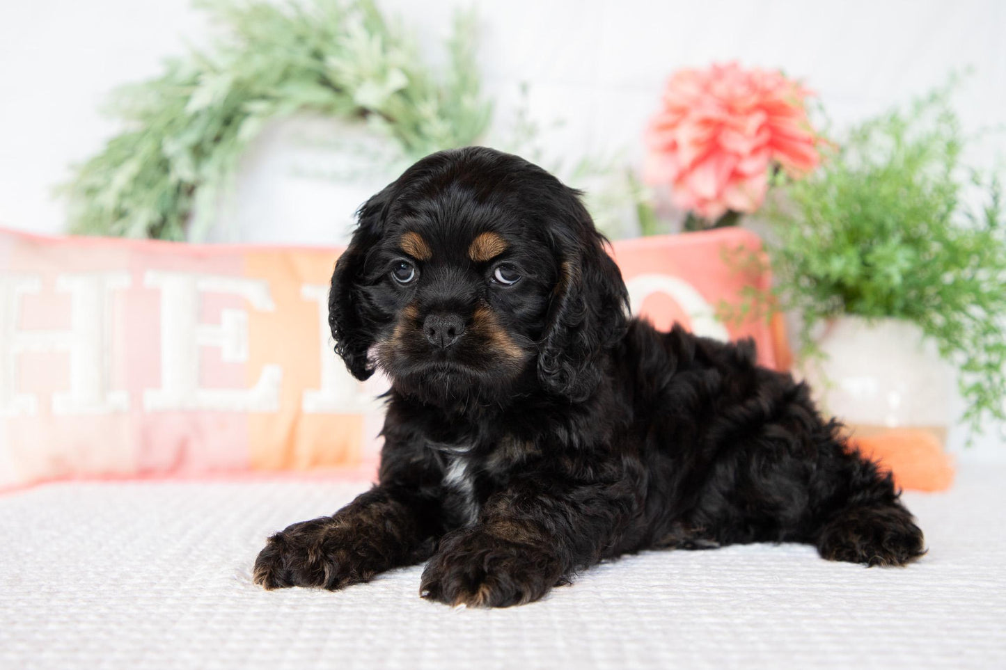 Cocker Spaniel Female (Annie)