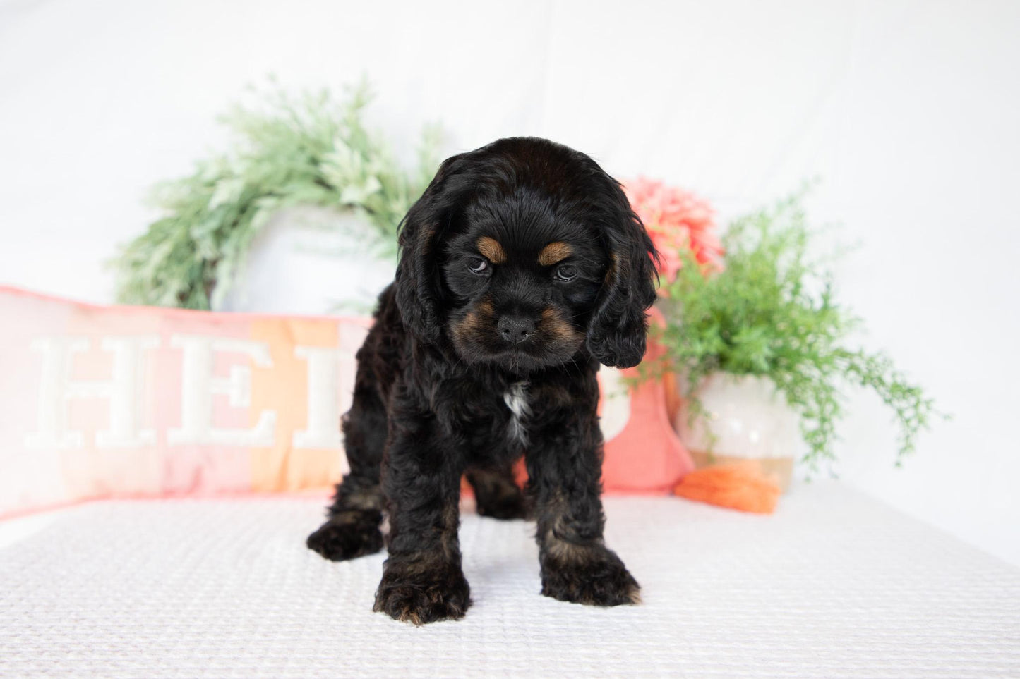 Cocker Spaniel Female (Annie)