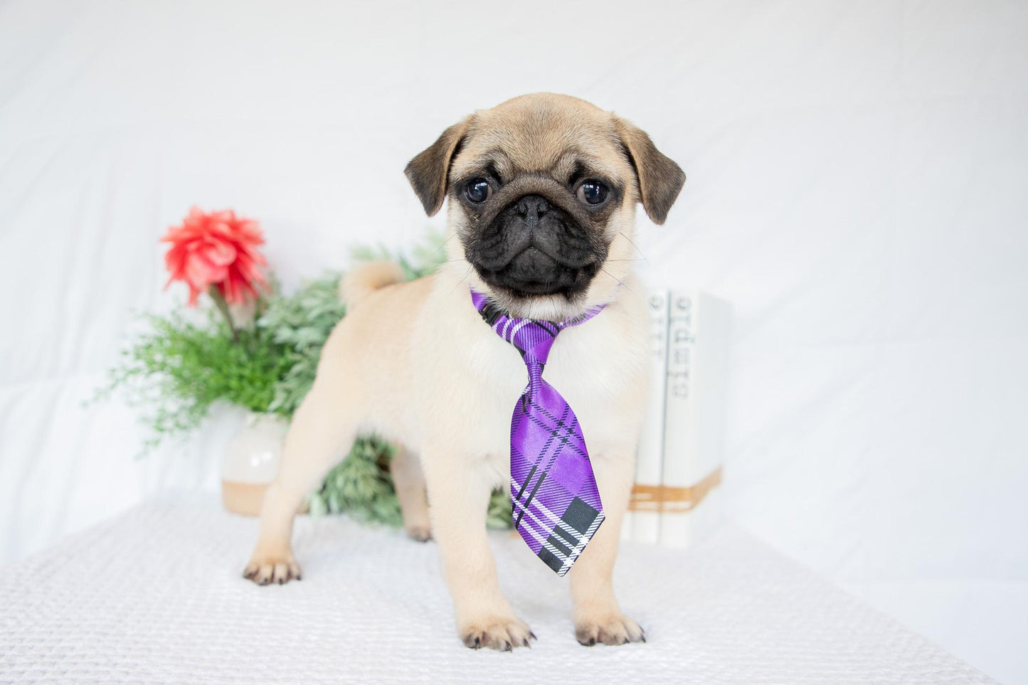 Dante-Male Pug