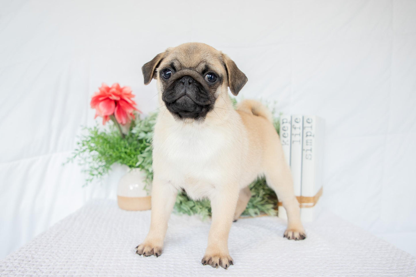Dante-Male Pug