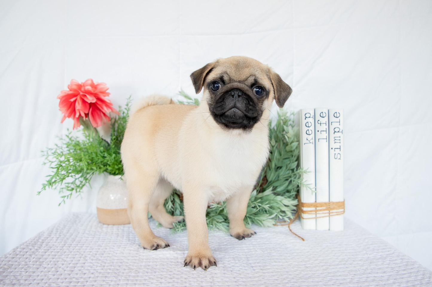 Dante-Male Pug