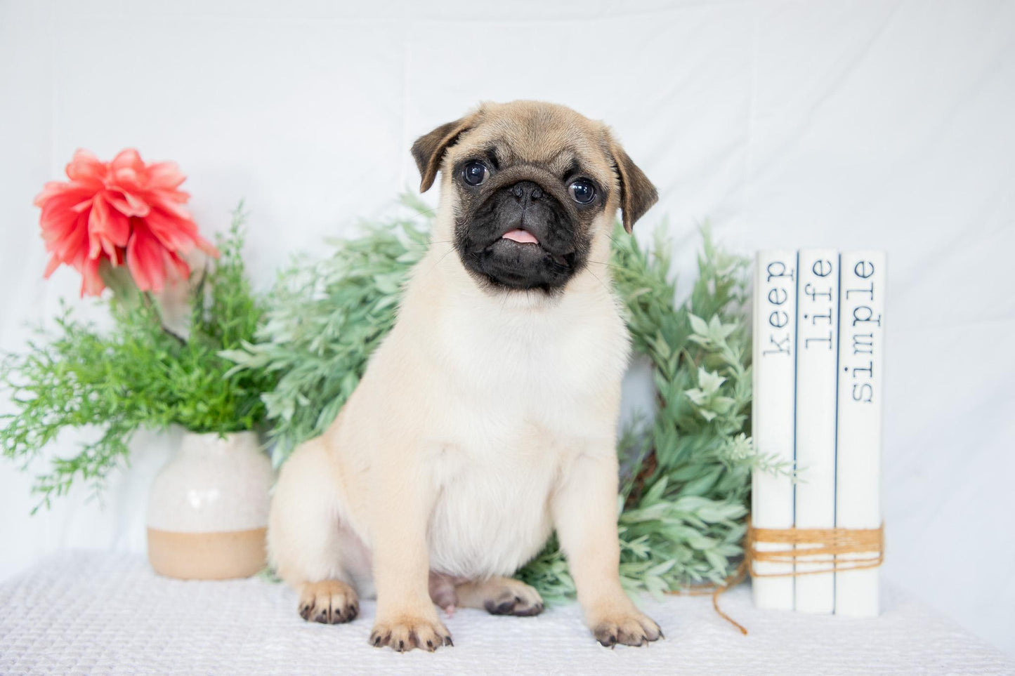 Dante-Male Pug
