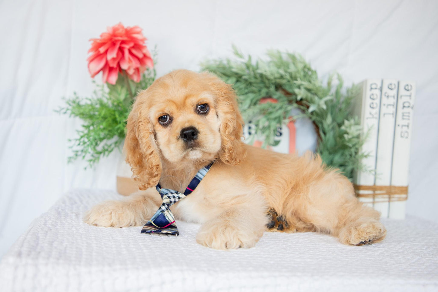 Cocker Spaniel Male (Remington)