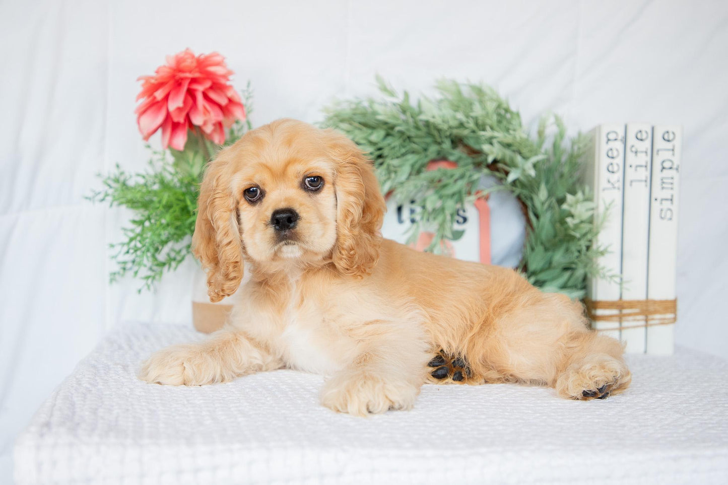 Cocker Spaniel Male (Remington)