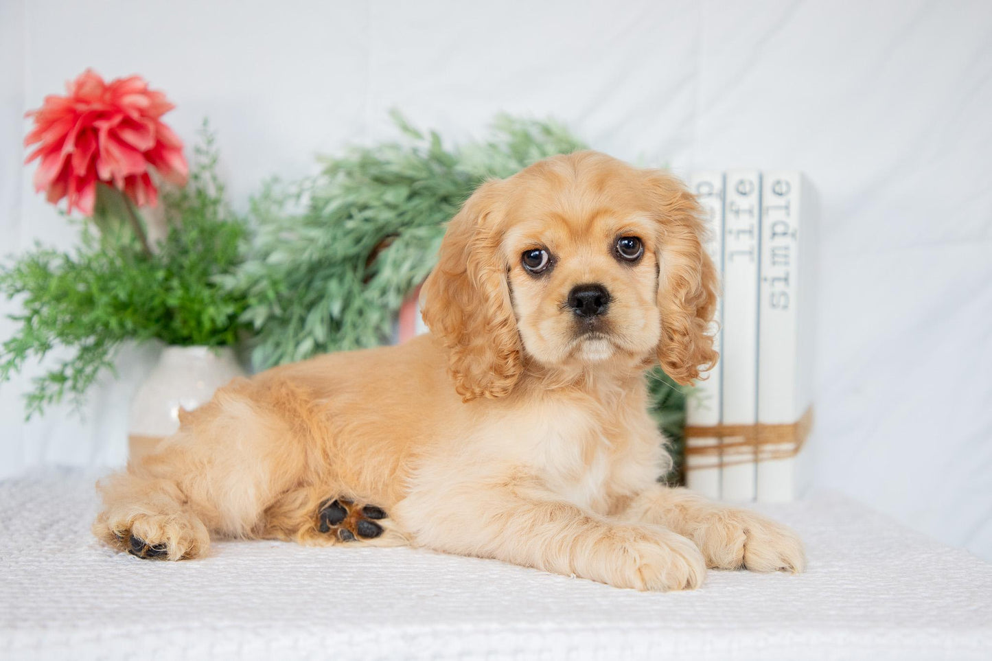Cocker Spaniel Male (Remington)