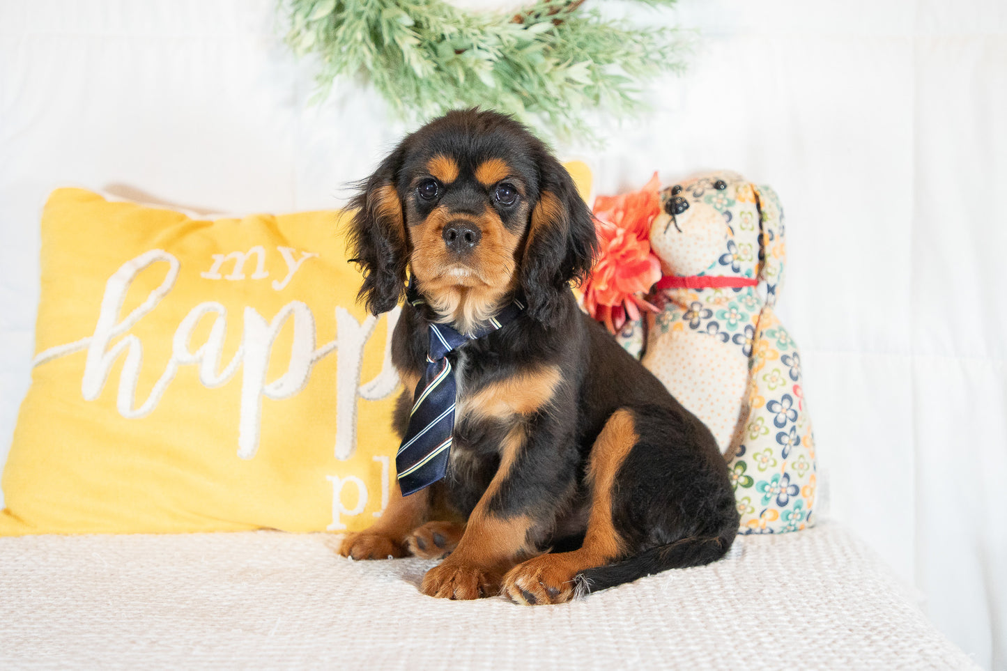 Ethan-Cavalier King Charles Male
