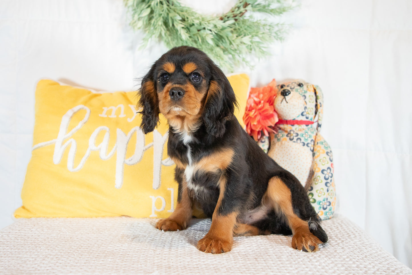 Ethan-Cavalier King Charles Male