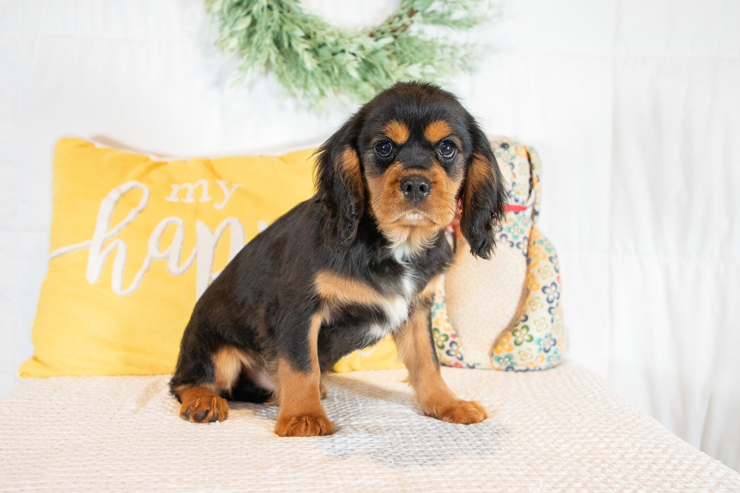Ethan-Cavalier King Charles Male