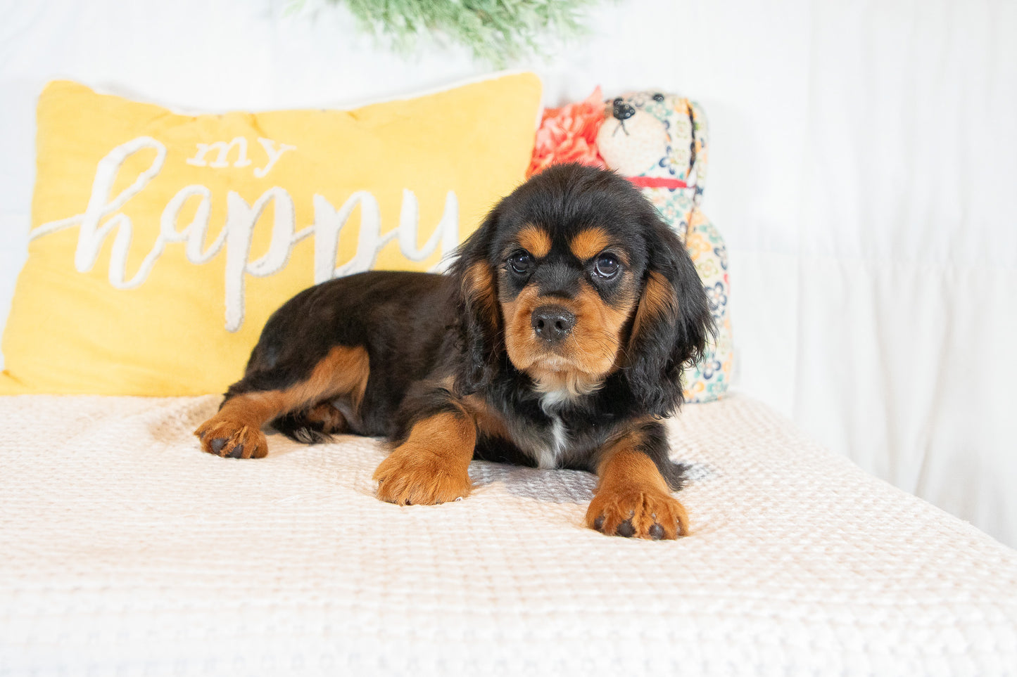 Ethan-Cavalier King Charles Male