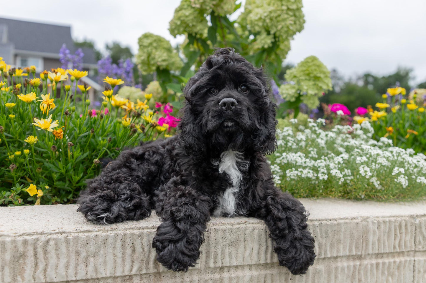 Cocker Spaniel Male (Hudson)