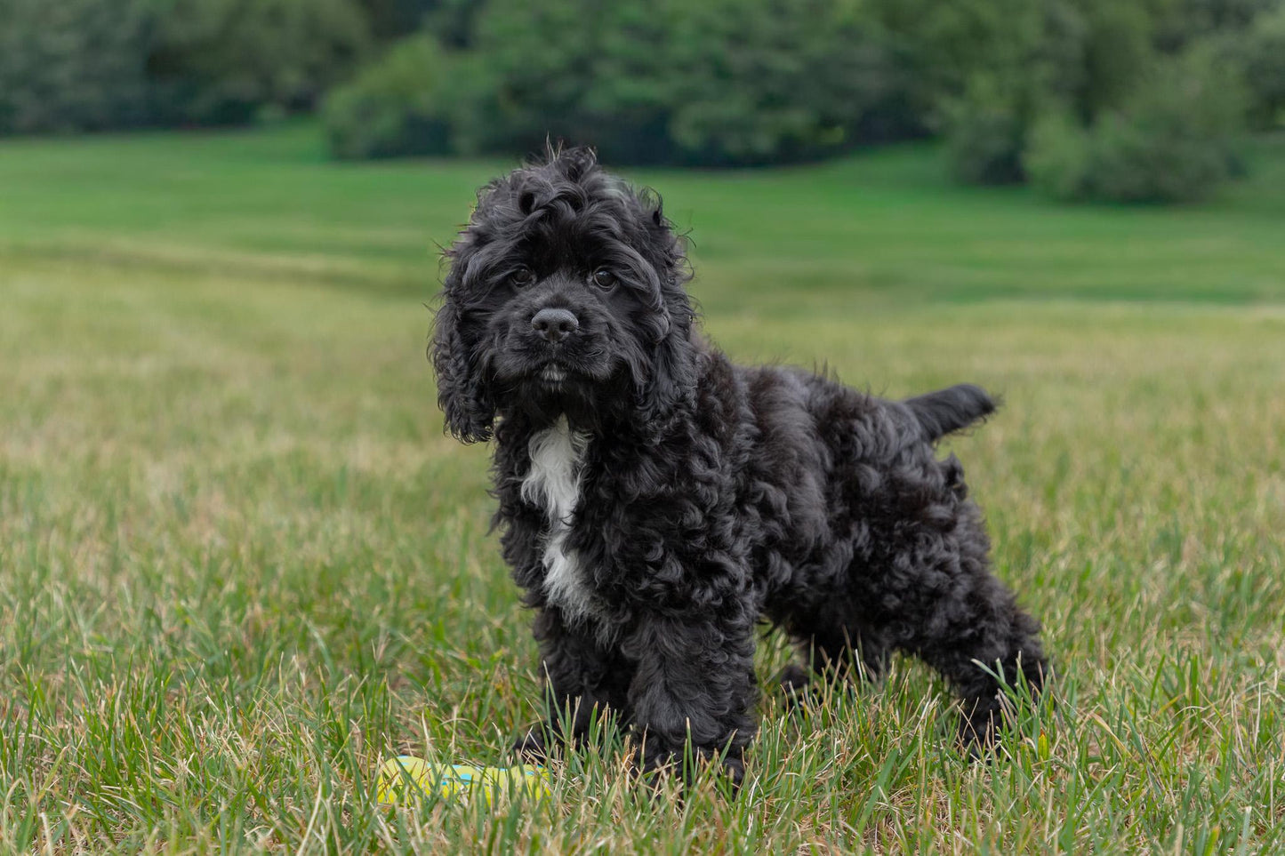 Cocker Spaniel Male (Hudson)