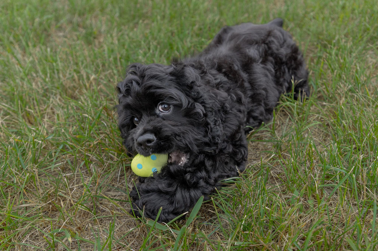 Cocker Spaniel Male (Hudson)
