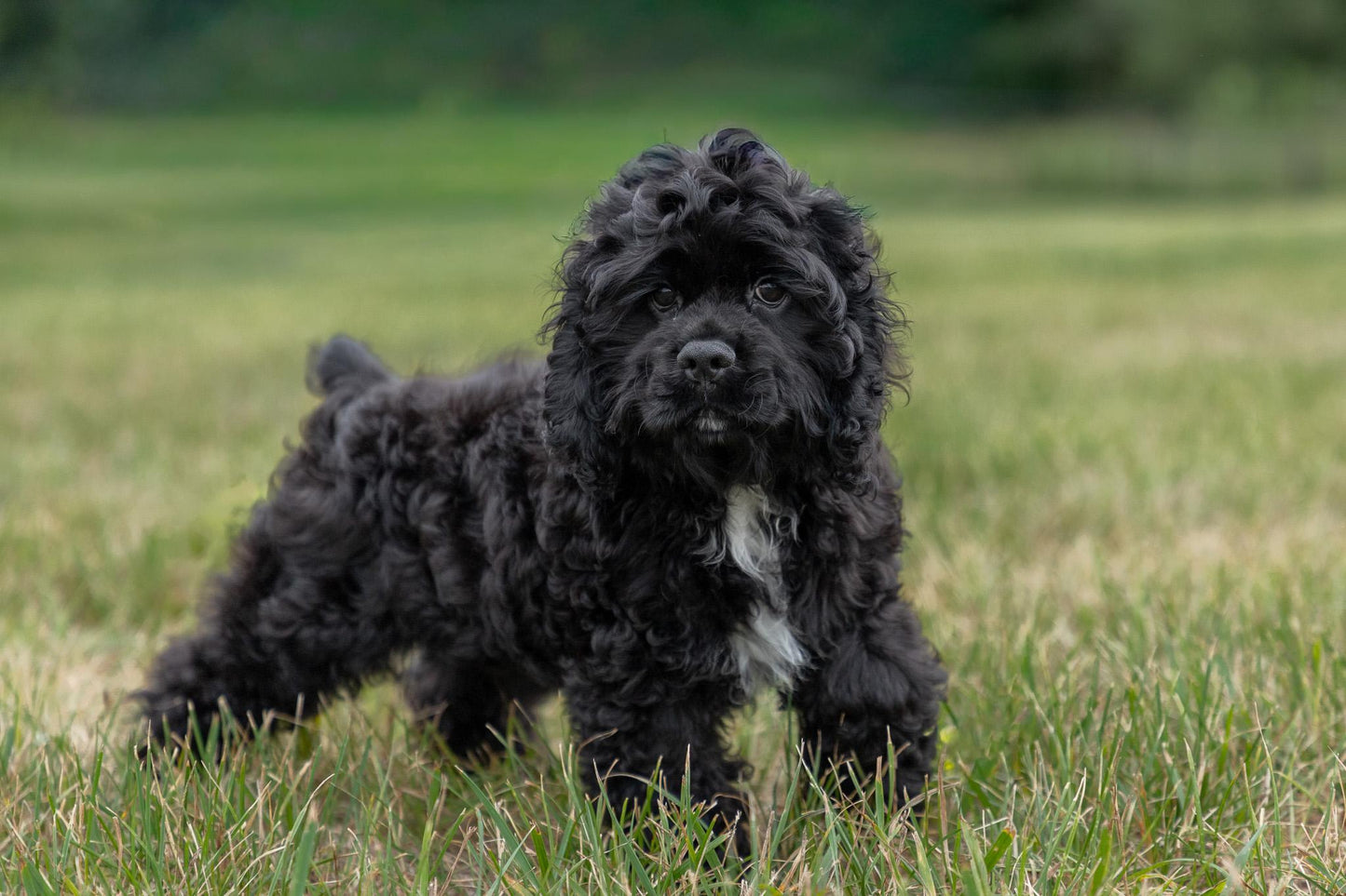 Cocker Spaniel Male (Hudson)