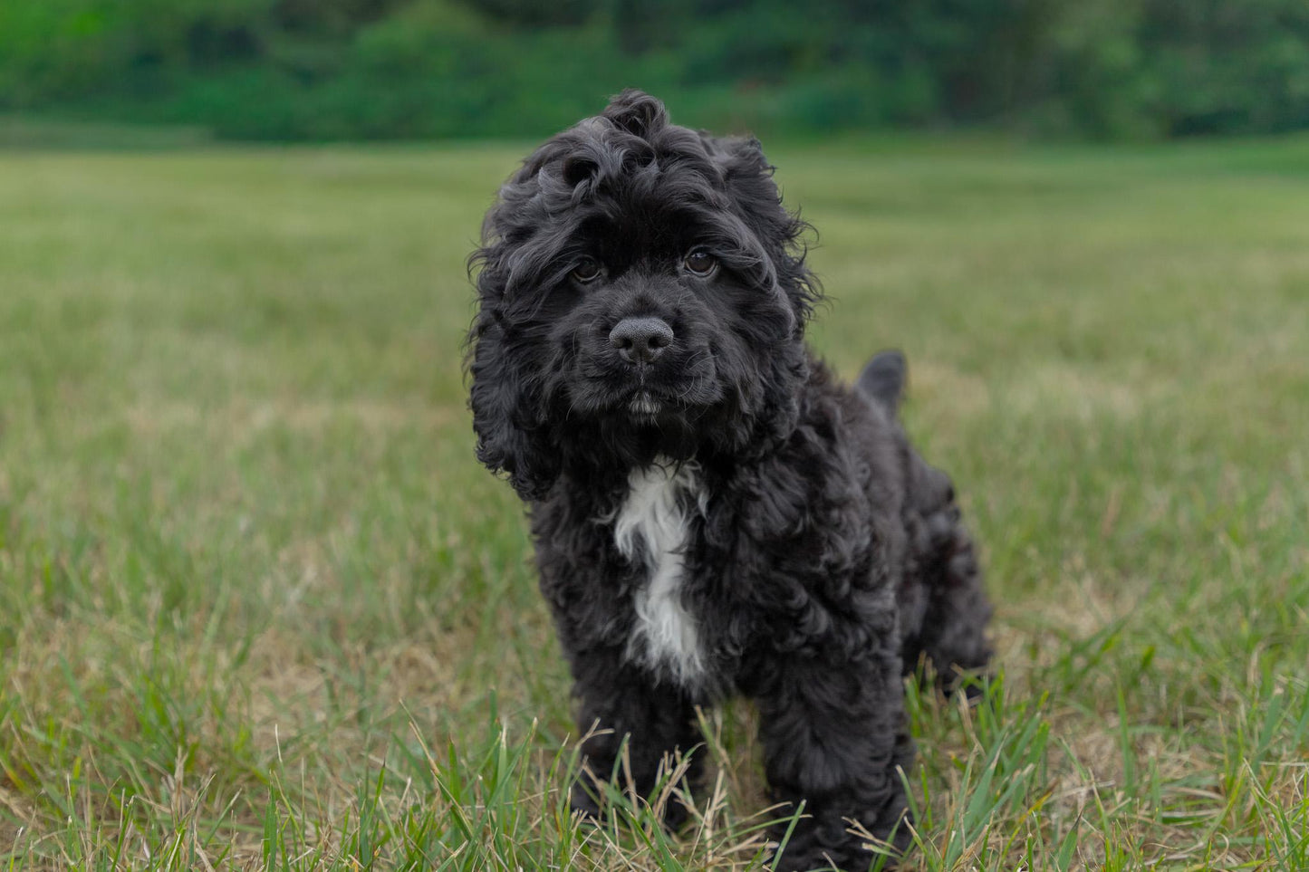 Cocker Spaniel Male (Hudson)